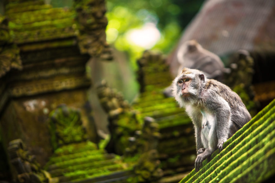 Apskogen vid Ubud